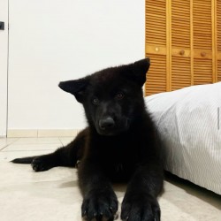 Shadow -2 Months