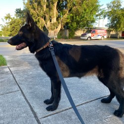 Shadow - 10 months