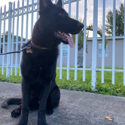 Shadow - 10 months