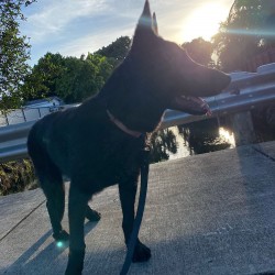 Shadow - 10 months