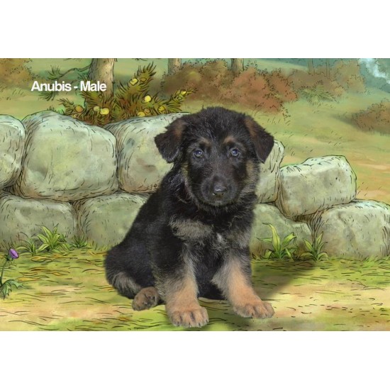 Anubis Male