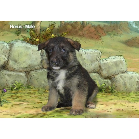 Horus Male