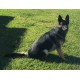 Anubis Male