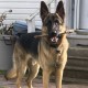 Thor Male
