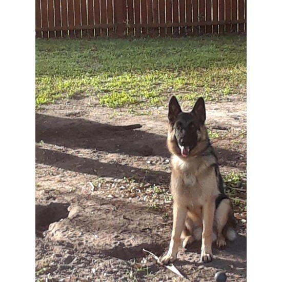 Sif - Female