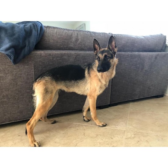 Valkerie - Female
