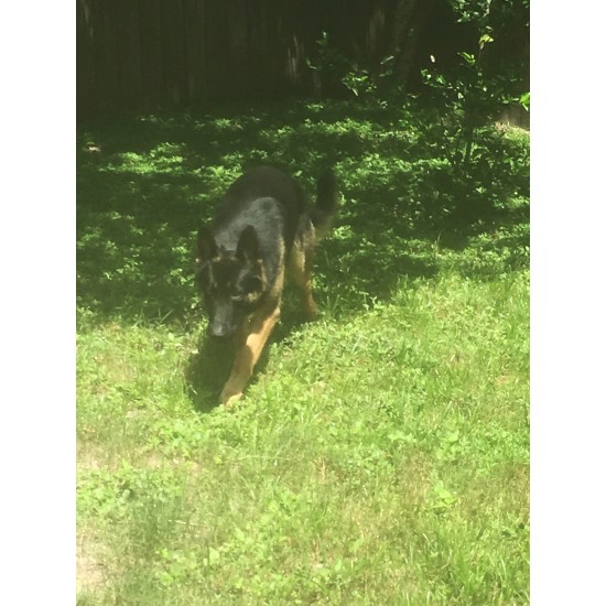 Loki - Male