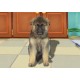 Hercules Male