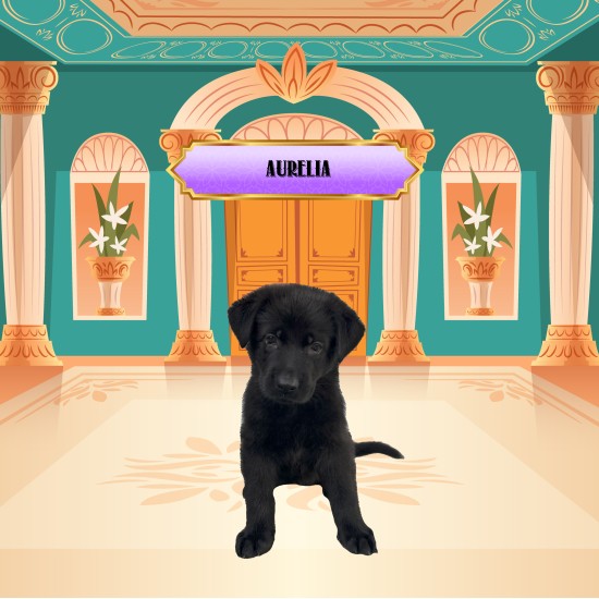 Aurelia - Female - Purple Collar