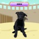Aurelia - Female - Purple Collar