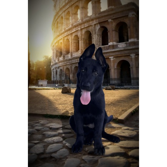 Aurelia - Female - Purple Collar