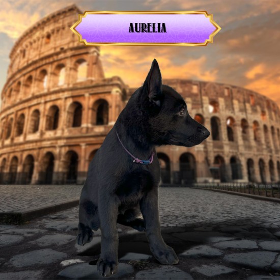Aurelia - Female - Purple Collar