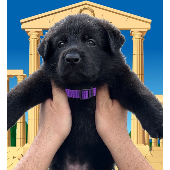 Aurelia - Female - Purple Collar