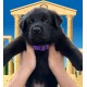 Aurelia - Female - Purple Collar