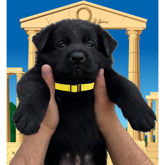 Caesar - Male - Yellow Collar