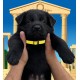 Caesar - Male - Yellow Collar