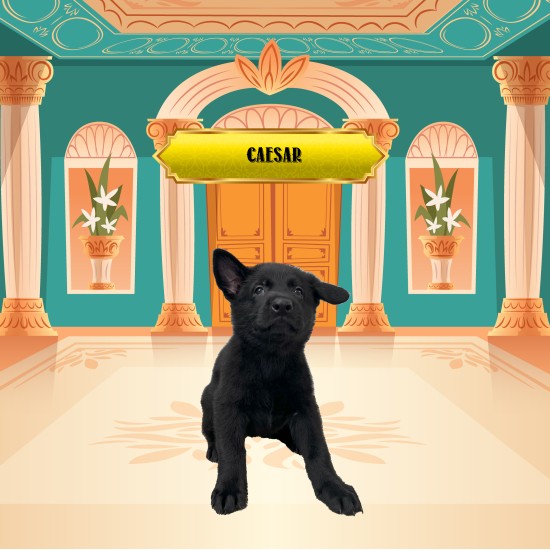 Caesar - Male - Yellow Collar