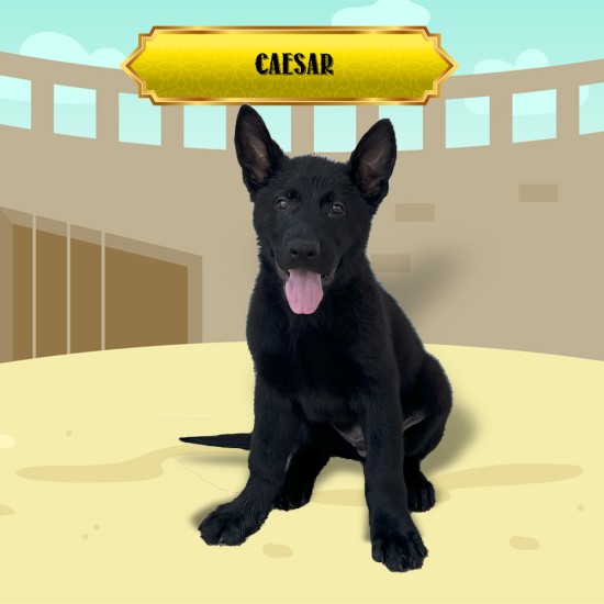 Caesar - Male - Yellow Collar