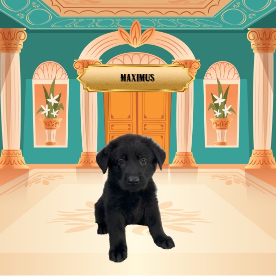 Maximus - Male - Tan Collar