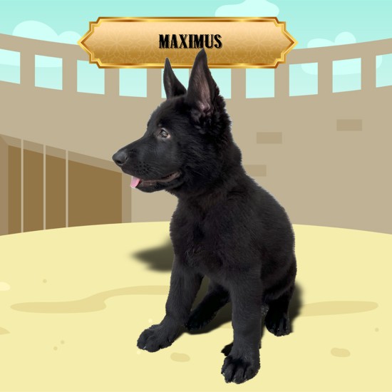 Maximus - Male - Tan Collar