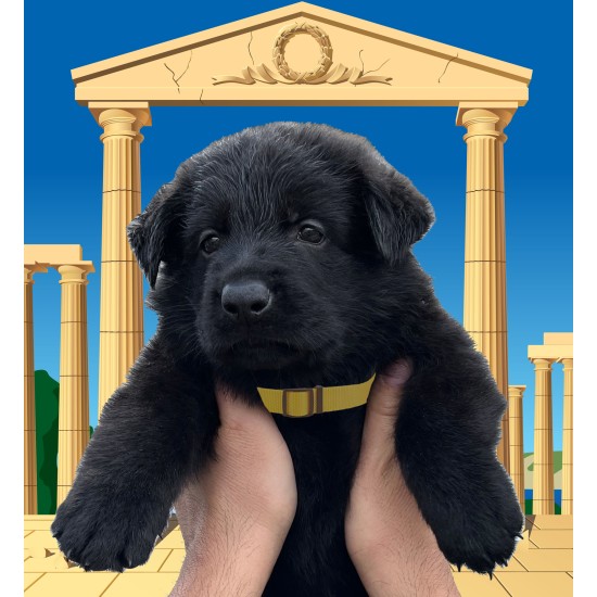 Maximus - Male - Tan Collar