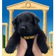 Maximus - Male - Tan Collar