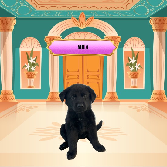 Mila - Female - Pink Collar