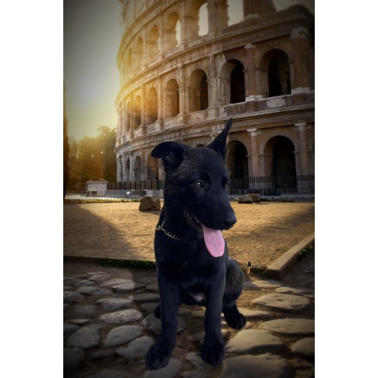 Mila - Female - Pink Collar