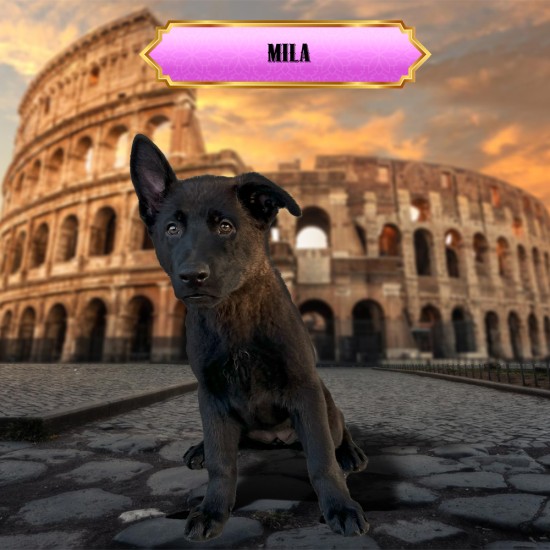 Mila - Female - Pink Collar