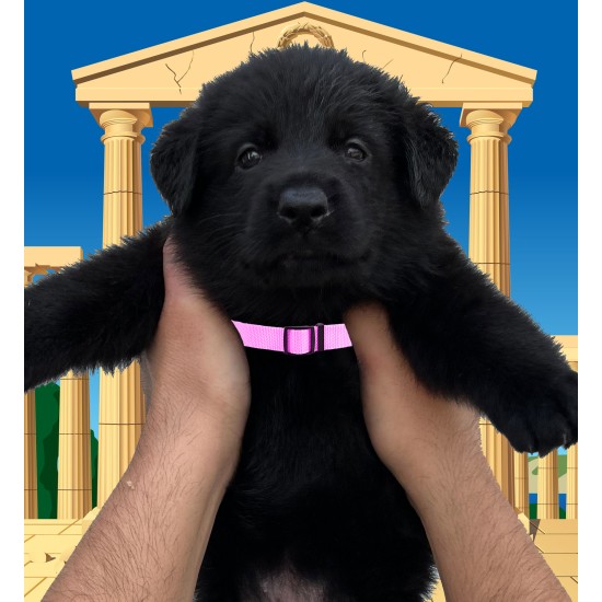 Mila - Female - Pink Collar