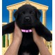 Mila - Female - Pink Collar