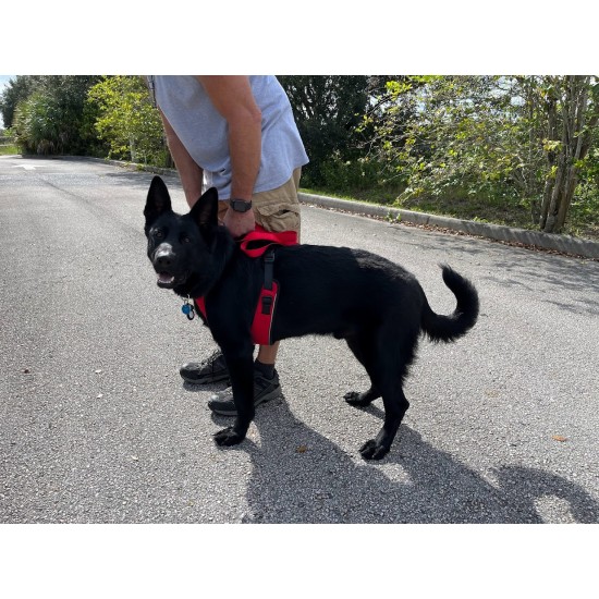 Romulus - Male - Red Collar