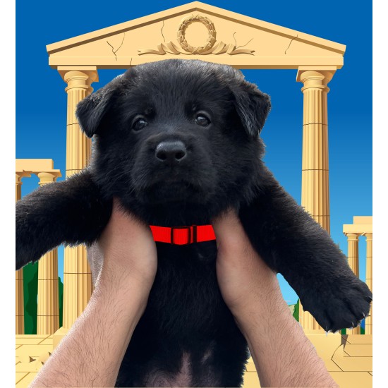 Romulus - Male - Red Collar
