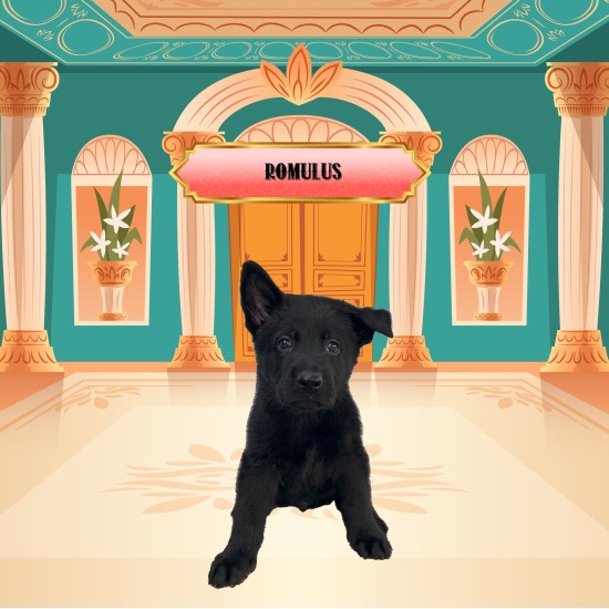 Romulus - Male - Red Collar
