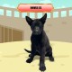 Romulus - Male - Red Collar