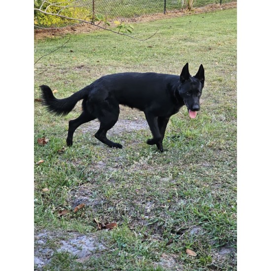 Tiberius - Male - Blue Collar
