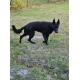 Tiberius - Male - Blue Collar