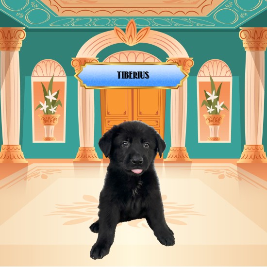 Tiberius - Male - Blue Collar