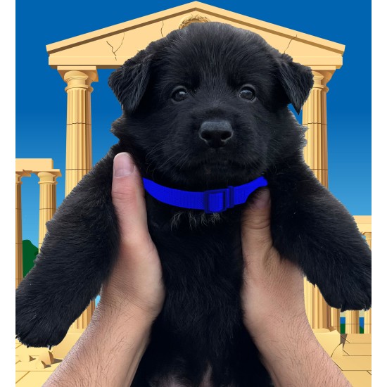 Tiberius - Male - Blue Collar