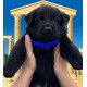 Tiberius - Male - Blue Collar
