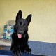 Maximus - Male - Tan Collar