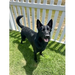 Raphael - Male - Yellow Collar