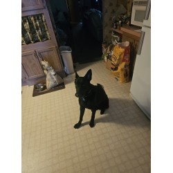 Uriel - Male - Gold Collar