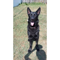 Yael - Male - Light Green Collar