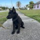 Ginnipup Beastly - Female - Orange Collar