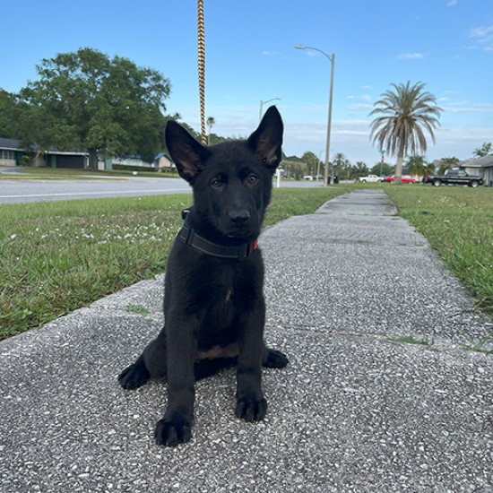Luna Woofgood - Female - Yellow Collar
