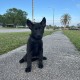 Luna Woofgood - Female - Yellow Collar