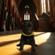 Luna Woofgood - Female - Yellow Collar