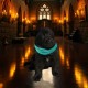 Vincent Snoutbe - Male - Light Green Collar