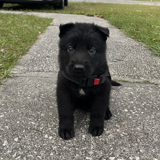 Nevill Howlbottom - Male - Blue Collar